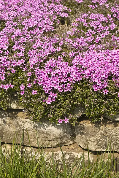 556082 - Moss phlox (Phlox subulata)