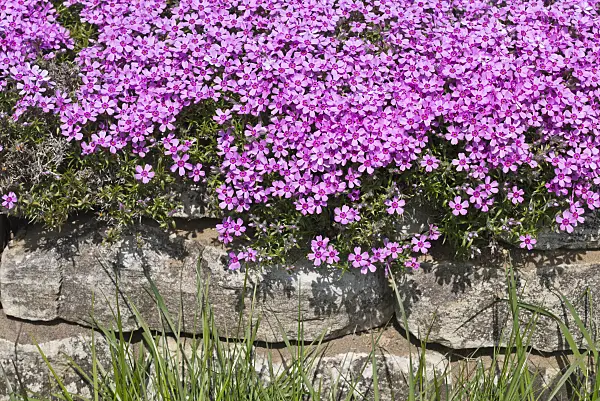 556097 - Moss phlox (Phlox subulata)