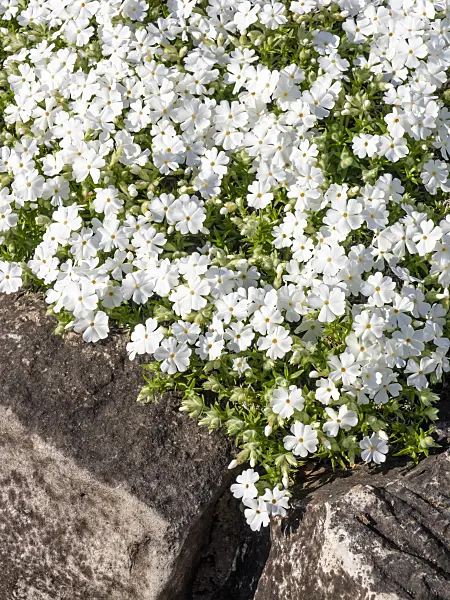 459058 - Moss phlox (Phlox subulata 'Alba')