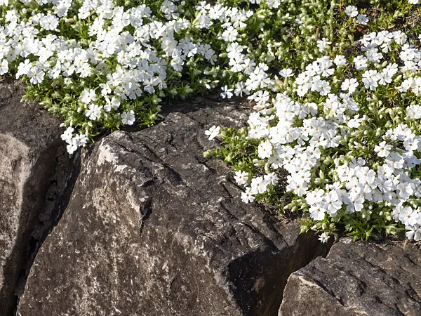 459059 - Moss phlox (Phlox subulata 'Alba')