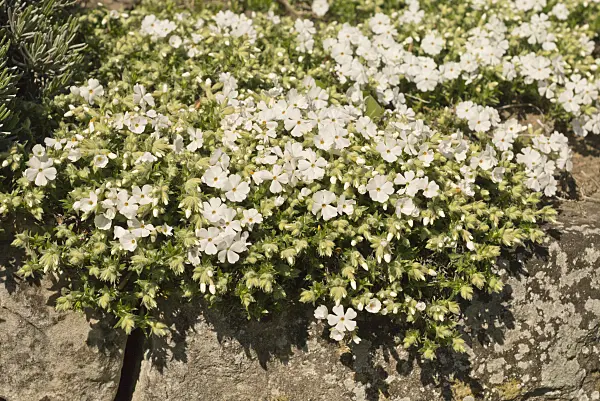 556084 - Moss phlox (Phlox subulata 'Alba')