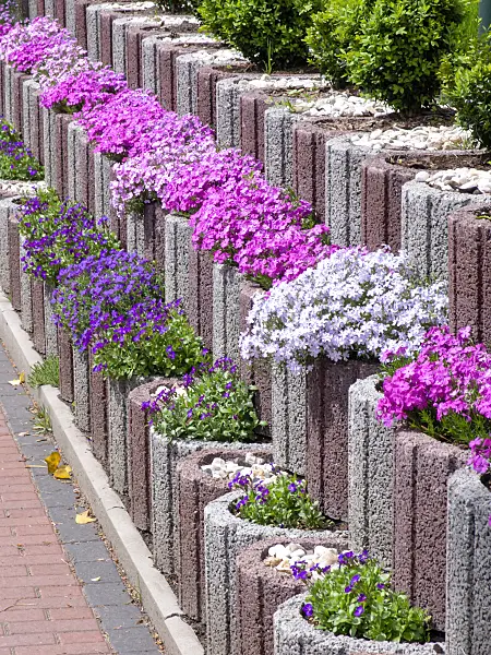 484168 - Moss phlox (Phlox subulata) and aubrieta (Aubrieta)