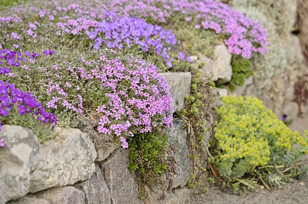 531078 - Moss phlox (Phlox subulata) and aubrieta (Aubrieta)