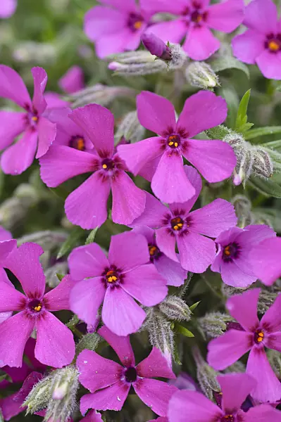 484014 - Moss phlox (Phlox subulata 'Boranderie')
