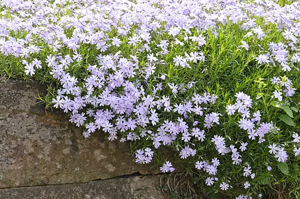 472045 - Moss phlox (Phlox subulata 'Emerald Cushion Blue')