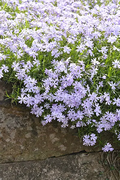 472046 - Moss phlox (Phlox subulata 'Emerald Cushion Blue')