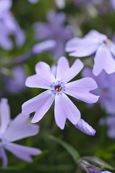 472054 - Moss phlox (Phlox subulata 'Emerald Cushion Blue')