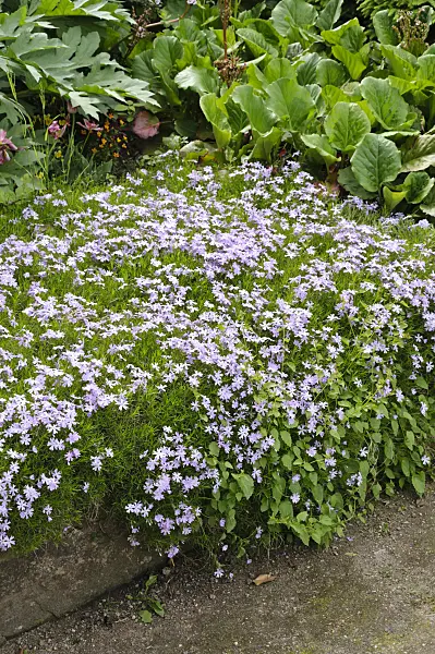 484254 - Moss phlox (Phlox subulata 'Emerald Cushion Blue')