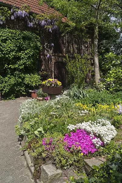 556120 - Moss phlox (Phlox subulata), evergreen candytuft (Iberis sempervirens) and wisteria (Wisteria)