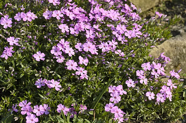 495238 - Moss phlox (Phlox subulata 'G.W. Wilson')