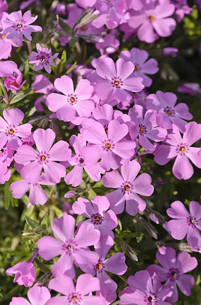 531202 - Moss phlox (Phlox subulata 'Nettleton')