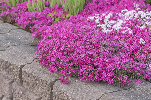 616432 - Moss phlox (Phlox subulata 'Scarlet Flame')