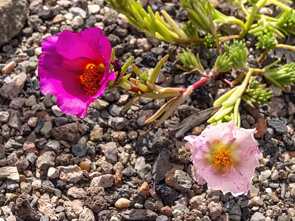 426192 - Moss-rose purslane (Portulaca grandiflora)