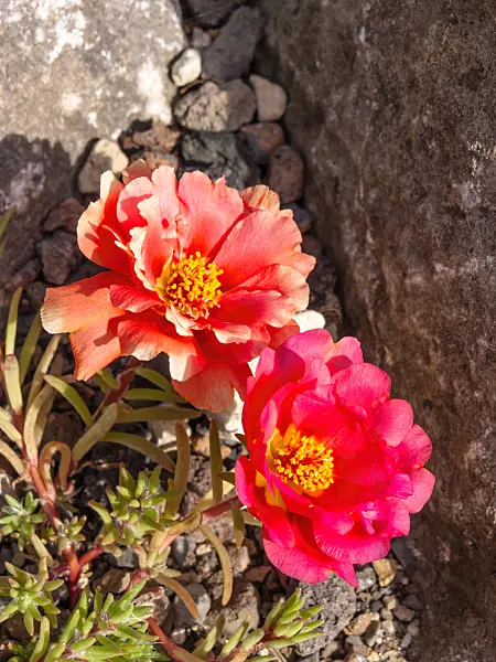 426301 - Moss-rose purslane (Portulaca grandiflora)