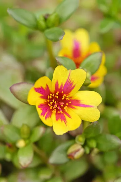 474207 - Moss-rose purslane (Portulaca grandiflora)