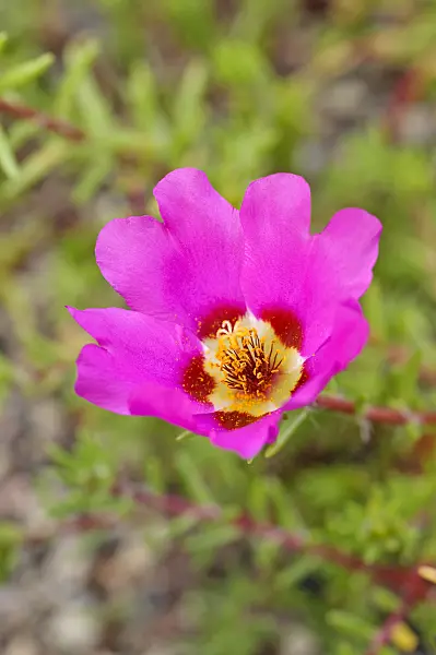 475227 - Moss-rose purslane (Portulaca grandiflora)