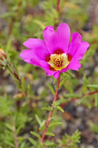 475228 - Moss-rose purslane (Portulaca grandiflora)