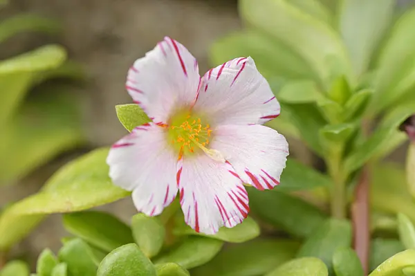 473213 - Moss-rose purslane (Portulaca grandiflora 'Candy Stripe')