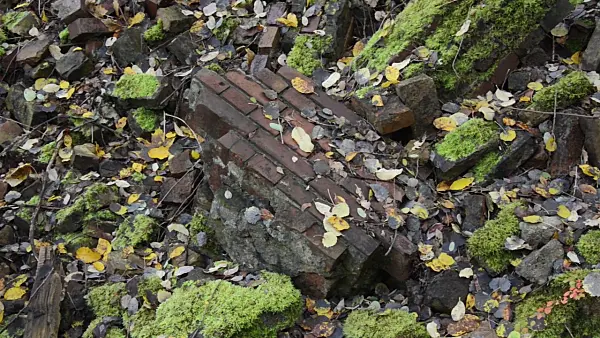 501246 - Mossy bricks