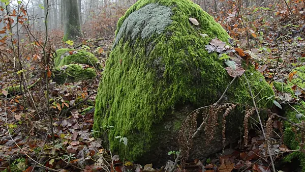 514046 - Mossy rock in Grumsin Beech Forest, Biosphere Reserve Schorfheide-Chorin, Germany
