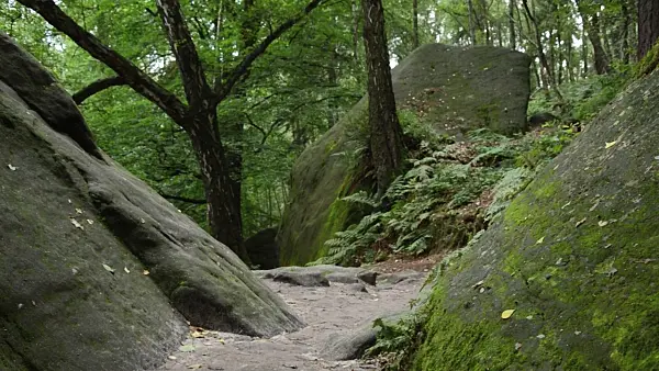 499026 - Mossy rock, Saxon Switzerland National Park, Germany