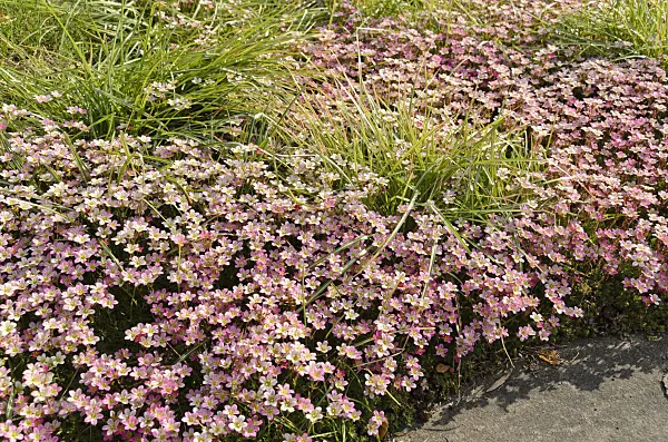 496085 - Mossy saxifrage (Saxifraga x arendsii)