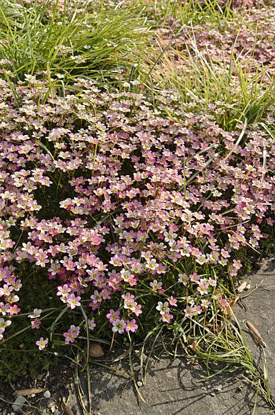 496086 - Mossy saxifrage (Saxifraga x arendsii)