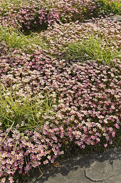 496087 - Mossy saxifrage (Saxifraga x arendsii)