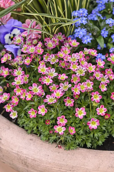 531054 - Mossy saxifrage (Saxifraga x arendsii)