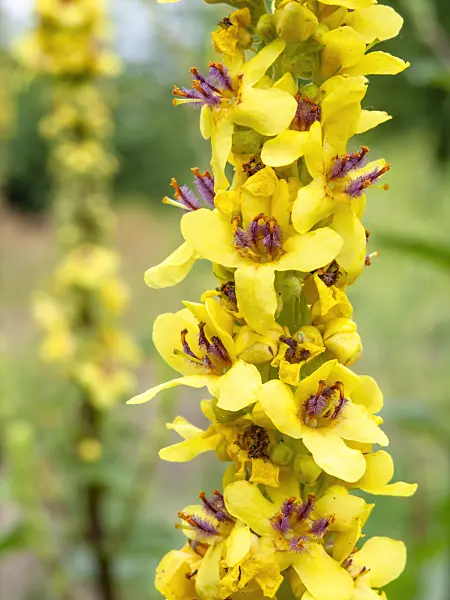 427012 - Moth mullein (Verbascum blattaria)