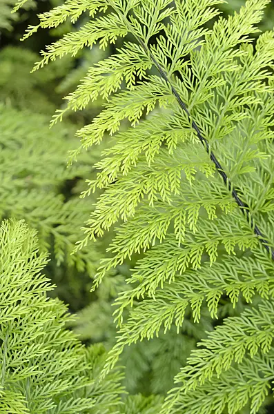 523091 - Mother spleenwort (Asplenium bulbiferum)