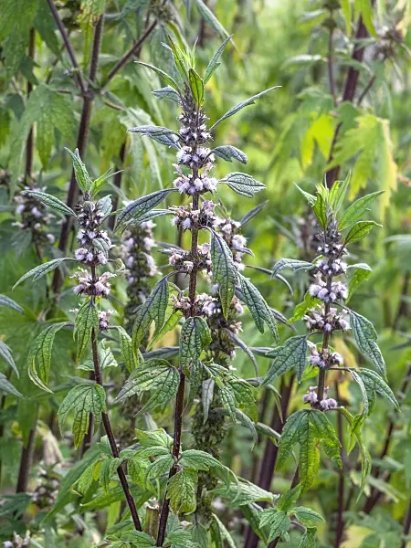 462012 - Motherwort (Leonurus cardiaca)