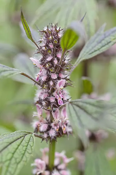 473174 - Motherwort (Leonurus cardiaca)