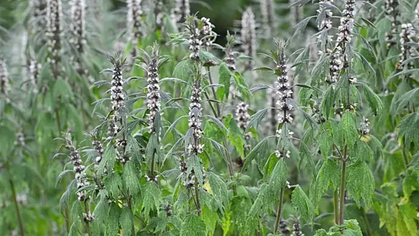 497196 - Motherwort (Leonurus cardiaca)