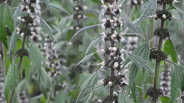 497197 - Motherwort (Leonurus cardiaca)