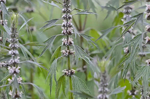 521070 - Motherwort (Leonurus cardiaca)