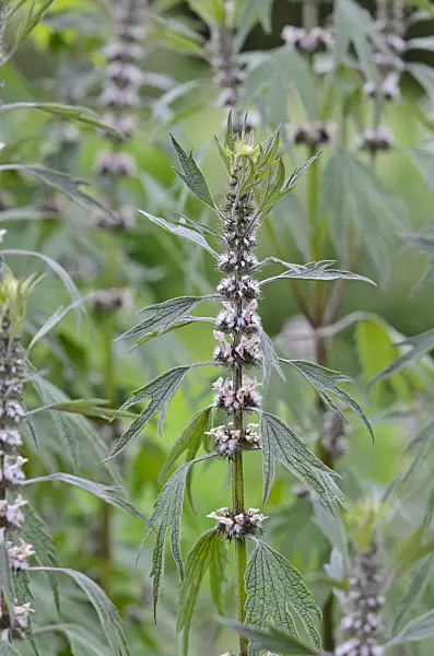 521071 - Motherwort (Leonurus cardiaca)