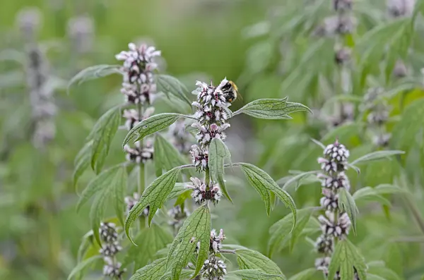 521069 - Motherwort (Leonurus cardiaca subsp. villosus)