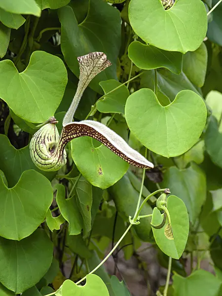 434396 - Mottled dutchman's pipe (Aristolochia labiata)