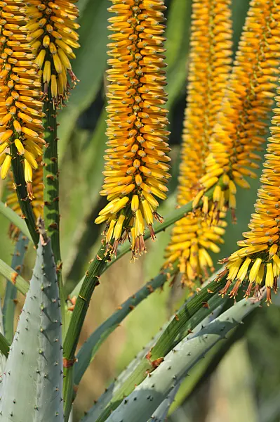 481041 - Mountain aloe (Aloe marlothii)