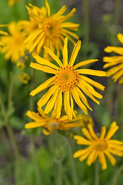 484327 - Mountain arnica (Arnica montana)