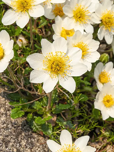 437182 - Mountain avens (Dryas octopetala)