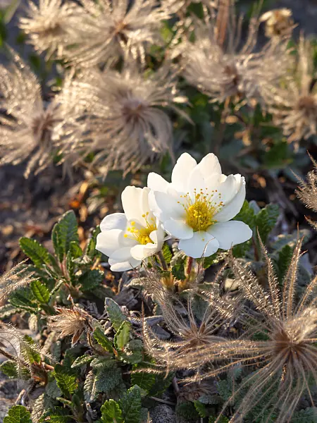 448110 - Mountain avens (Dryas octopetala)