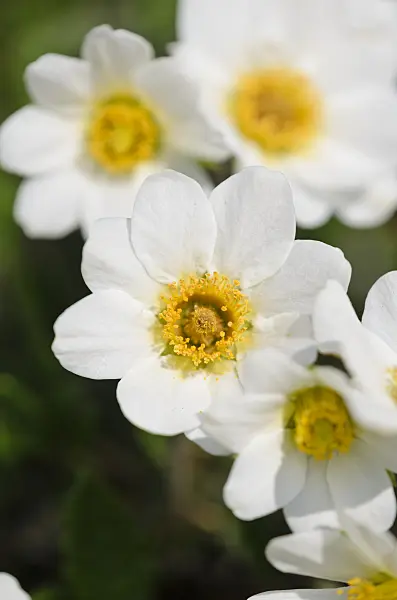 556005 - Mountain avens (Dryas octopetala)