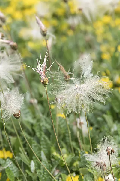 651222 - Mountain avens (Dryas octopetala)