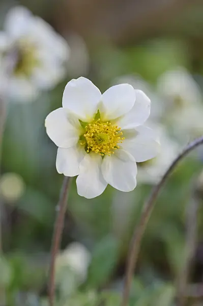 471261 - Mountain avens (Dryas x suendermannii)