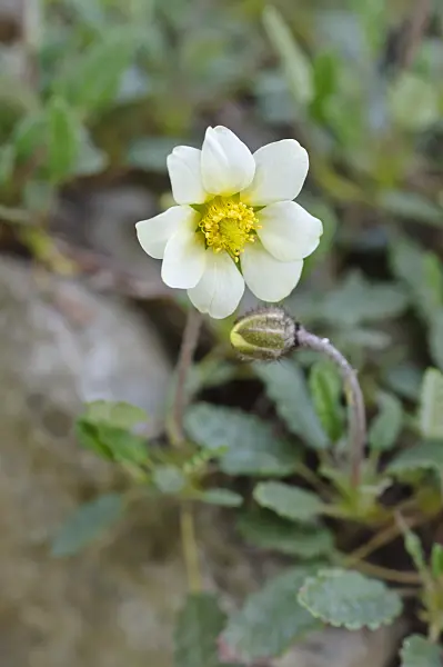 471262 - Mountain avens (Dryas x suendermannii)