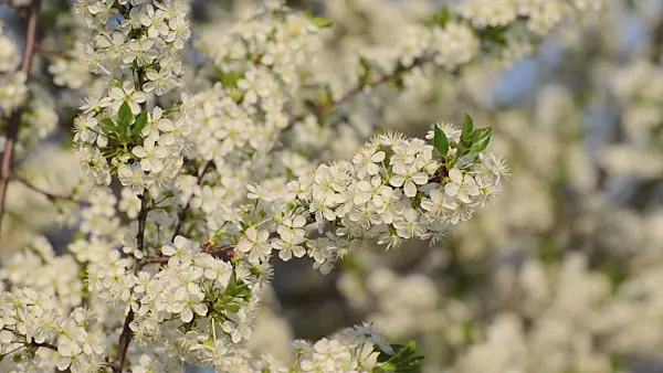 507199 - Mountain cherry (Prunus prostrata)
