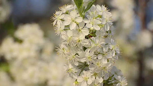 507200 - Mountain cherry (Prunus prostrata)