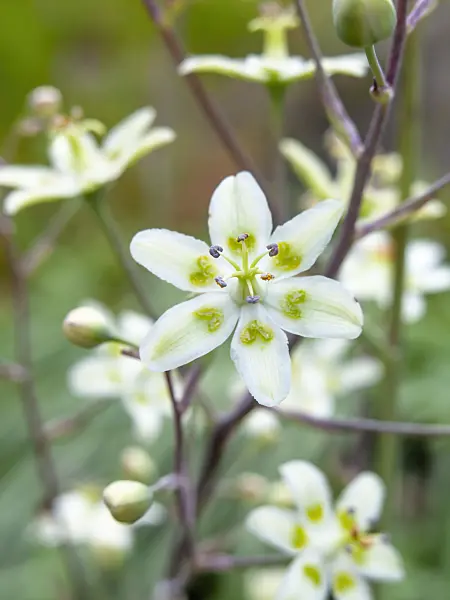 462199 - Mountain deathcamas (Zigadenus elegans syn. Anticlea elegans)